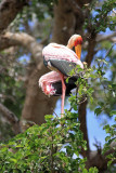 Yellow-billed Stork