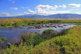 Hippo Pool