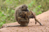Young Olive baboons