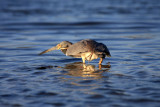 Tricolored Heron