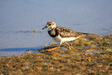 Ruddy Turnstone