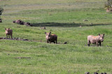 Warthog family