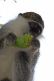 Grivet Monkey