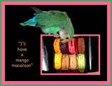 Mr. Lucy loves macaroons from Laduree