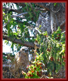 Mama  & bebe Great Horned Owl