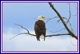WILD - Bald Eagle on Gros Ventre Road