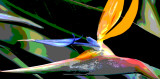 Bird of Paradise