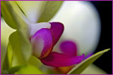 Angled orchid