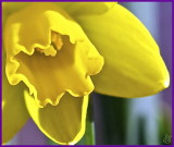 Homegrown daffodil