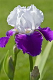 Bearded Iris original
