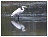 I egret to inform you