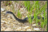 Snake in the grass