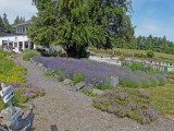 Cedarbrook Lavender & Herb Farm, Sequim, WA