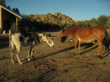 Evening visitors