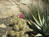 Blooming cactus