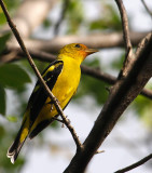 _MG_9372birda.JPG