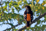 Baltimore Oriole, Icterus galbula