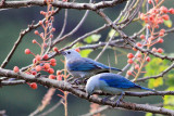   Blue-grey Tanagers