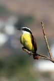 Great Kiskadee