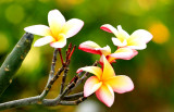 Sancuanjoche (Plumeria Rubra)