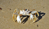 IMG_4733cRAB.JPG