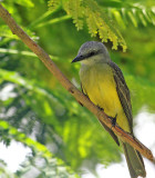 Tropical Kingbird  In Parqueo Benito Juarez