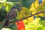 Tropical Kingbird in Omar Park