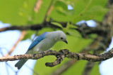 IMG_0042BBIRD5.JPG