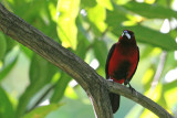 Crimson-backed Tanager (Ramphocelus dimidiatus)