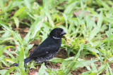 Variable Seedeater