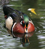 Wood Duck