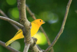 Saffron Finch