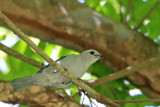 IMG_0978bbird.JPG