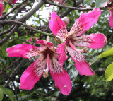 A Silk Floss Tree (Chorisia Speciosa)