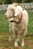 DSC03020 - Angora Goat