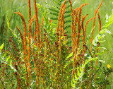 DSC03794 - Weeds n Reeds