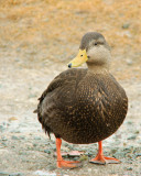 DSC06110 - Female Mallard