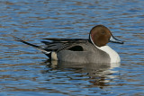 DSC06430 - Male Pintail