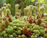 Alpine Plants at MUN Botanical Garden