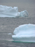 Iceberg 2008 097<br>Cuckolds Cove