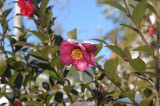 Colonial Williamsburg