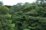 Rainforest in Costa Rica