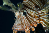 Peixe Leo - Russells lionfish (Pterois russelli)