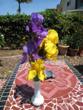 Colorful Iris 2009.JPG