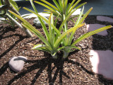 One double-pineapple plant!