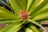 Pineapple blooming May 2010