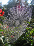 Wet Spider Web