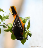 Oriole de Baltimore B Repentigny 11-05-2009.jpg