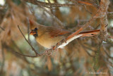 Cardinal rouge juvnile femelle H2 Repentigny 19-10-2007.jpg