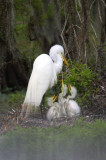 Great Egret and her Three Babies Rival the Louisiana State Seal